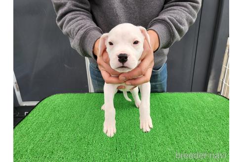 成約済の愛知県のその他の犬種-160926